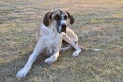 Lost Female Dog last seen CR1009 Godley TX, Johnson County, TX 76044
