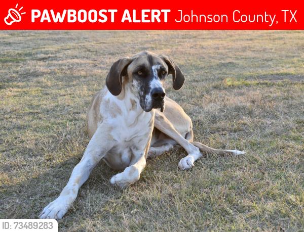 Lost Female Dog last seen CR1009 Godley TX, Johnson County, TX 76044