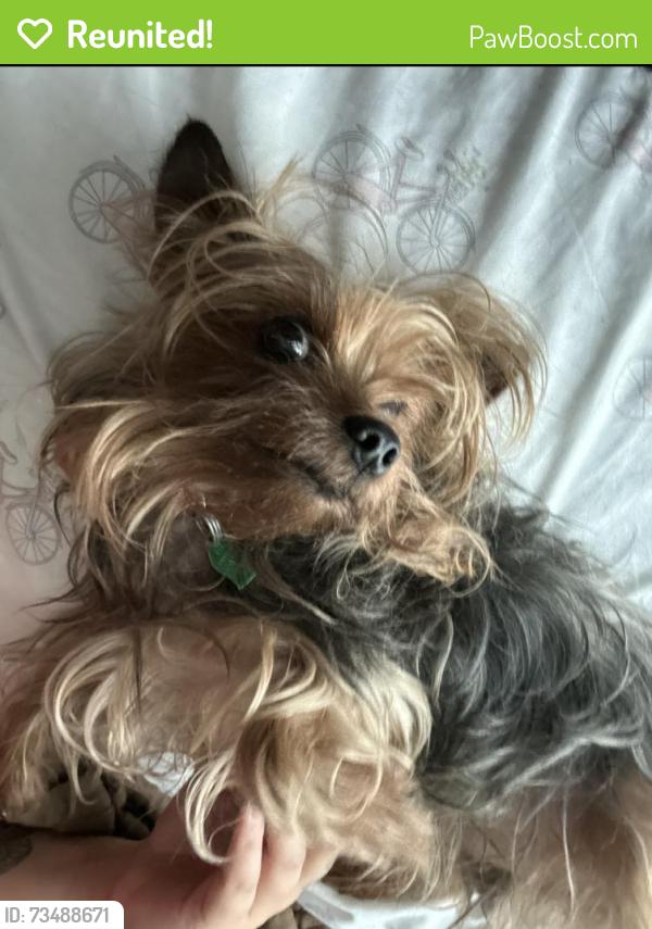 Reunited Male Dog last seen Wynchase dr, Deer Park, TX 77536