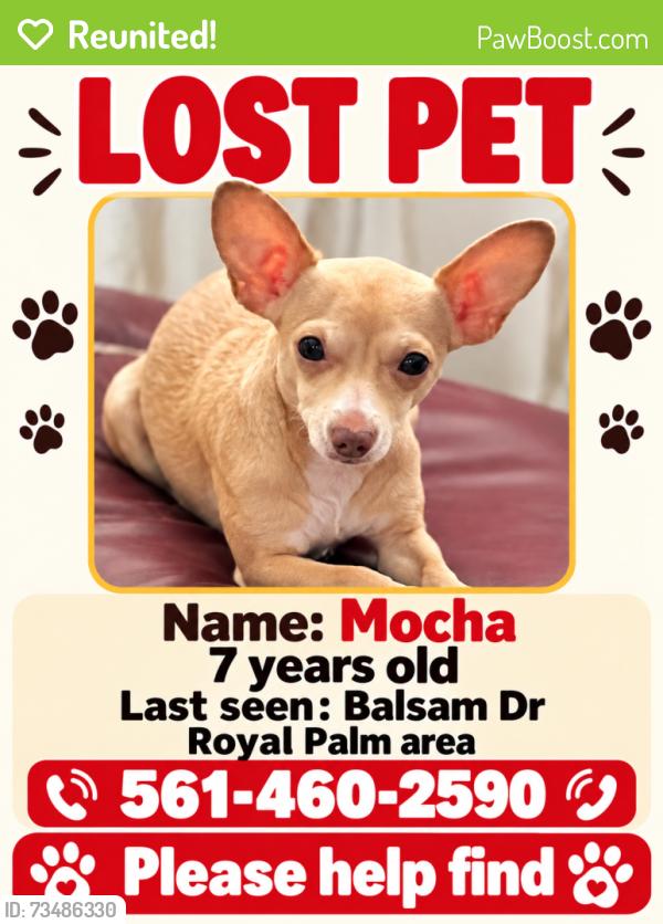 Reunited Female Dog last seen Royal Palm Beach, Royal Palm Beach, FL 33411