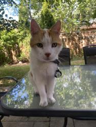 Lost Male Cat last seen Argentia Road, Mississauga, ON L5N 8A5