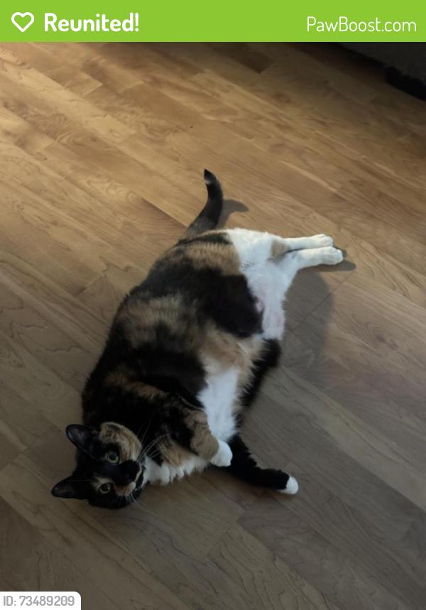 Reunited Female Cat last seen St James Place, San Antonio, TX 78247