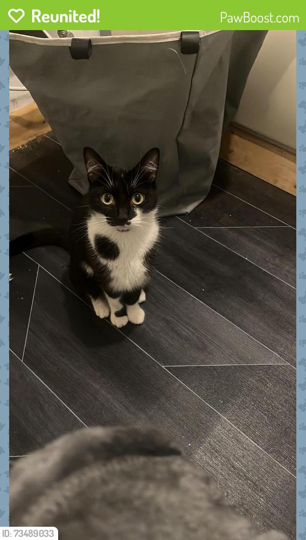 Reunited Female Cat last seen Ballam wood, Rednal, England B45 0BD