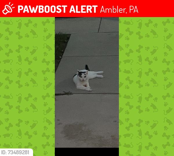 Lost Female Cat last seen Highland Avenue, Ambler, PA 19002