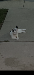 Lost Female Cat last seen Highland Avenue, Ambler, PA 19002