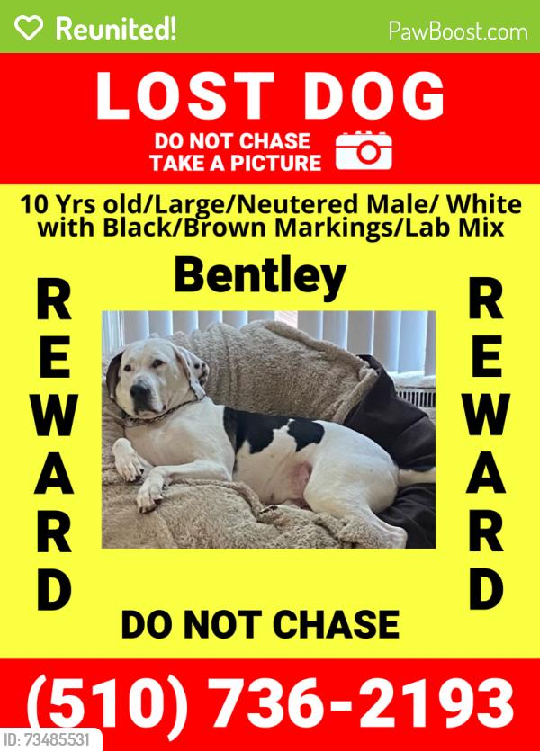 Reunited Male Dog last seen Cascades at North lake apmt complex, Charlotte, NC 28216
