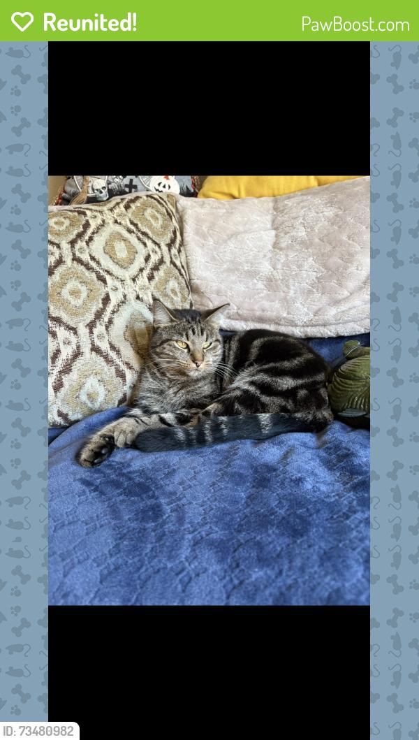 Reunited Female Cat last seen Walnut Lawn and Hillcrest Ave, Springfield, MO 65807