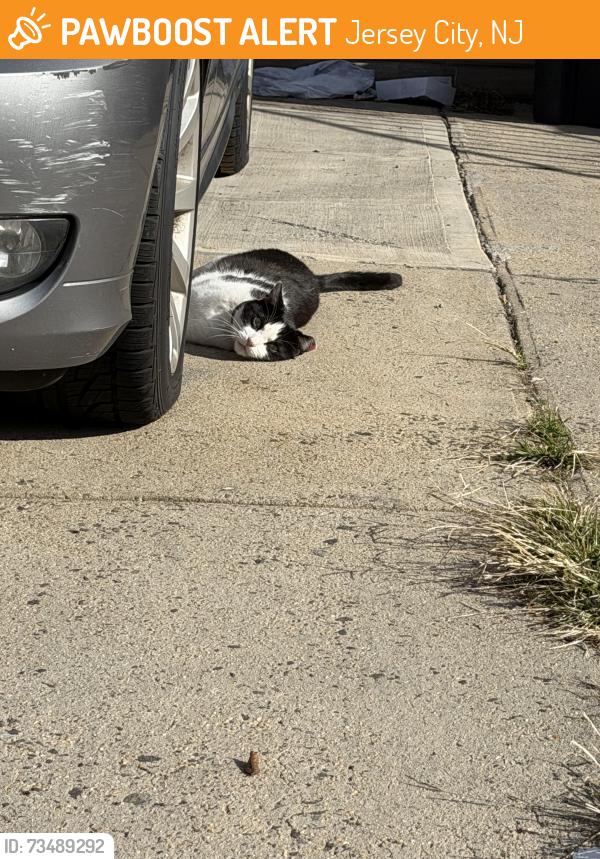 Found/Stray Male Cat last seen Hutton between Summit and Sanford Pl, Jersey City, NJ 07307