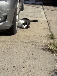 Found/Stray Male Cat last seen Hutton between Summit and Sanford Pl, Jersey City, NJ 07307
