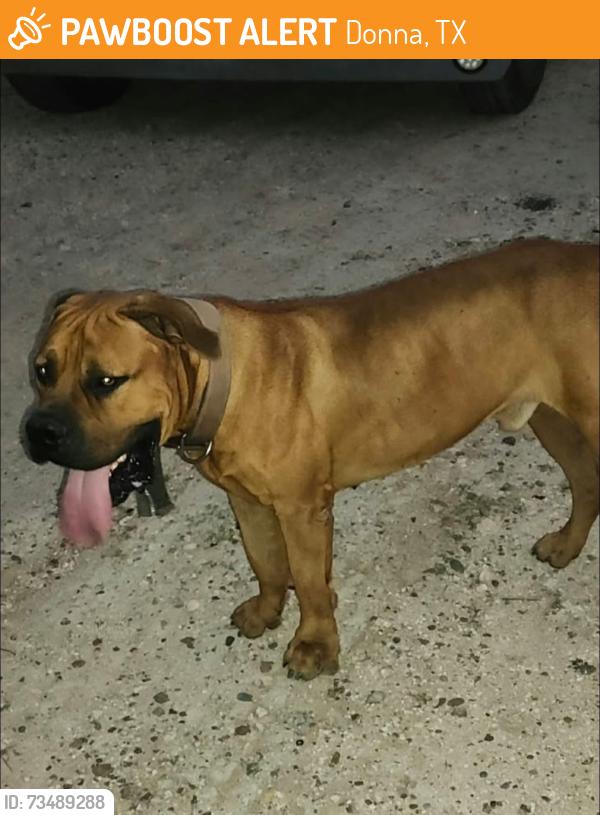 Found/Stray Male Dog last seen Salinas 493, Donna, TX 78537
