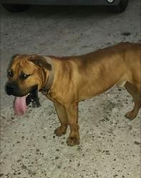 Found/Stray Male Dog last seen Salinas 493, Donna, TX 78537