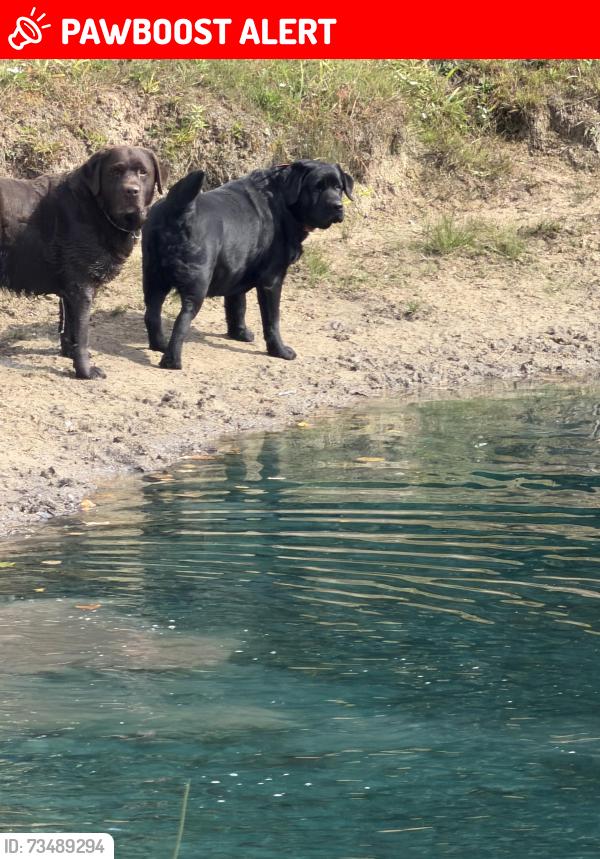 Lost Female Dog last seen River Rd x Bay Co Midline, N Bay-Mid County Line Rd, MI 48652