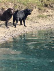Lost Female Dog last seen River Rd x Bay Co Midline, N Bay-Mid County Line Rd, MI 48652