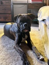 Reunited Male Dog last seen Gary lane and coolidge, Modesto, CA 95355