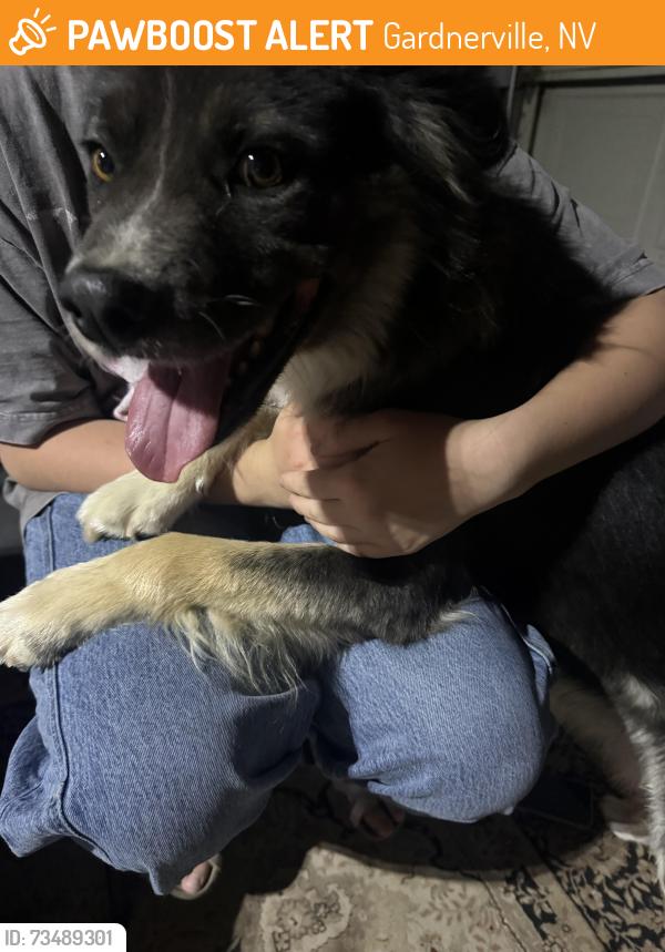 Found/Stray Male Dog last seen Rancho/Long Valley, Gardnerville, NV 89460