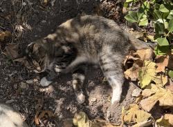 Reunited Unknown Cat last seen Ranchview, Rolling Hills Estates, CA 90274