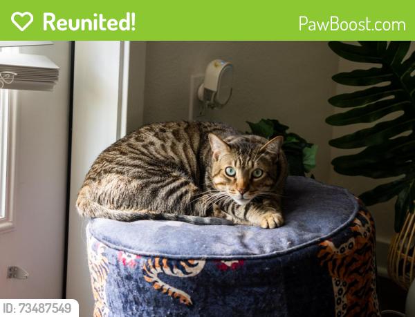 Reunited Male Cat last seen La Union apmts, Tampa, FL 33605
