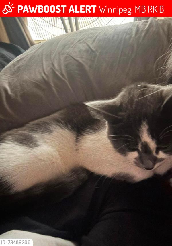 Lost Female Cat last seen McBey, Winnipeg, MB R3K 1B4