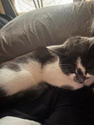 Lost Female Cat last seen McBey, Winnipeg, MB R3K 1B4