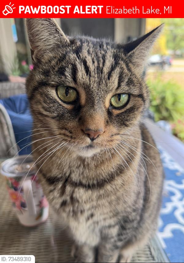 Lost Male Cat last seen Artesian rd., Elizabeth Lake, MI 48327