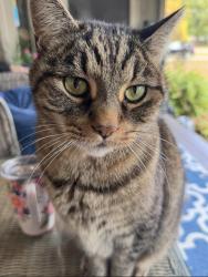 Lost Male Cat last seen Artesian rd., Elizabeth Lake, MI 48327