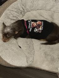 Reunited Female Dog last seen Near W 3rd St, Chester, PA 19013, USA, Chester, PA 19013