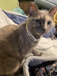 Lost Female Cat last seen Parker and Alma, Plano, TX 75023