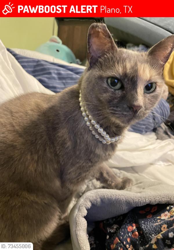Lost Female Cat last seen Parker and Alma, Plano, TX 75023