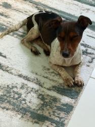 Found/Stray Male Dog last seen Brighton Lakes Community, Osceola County, FL 34746