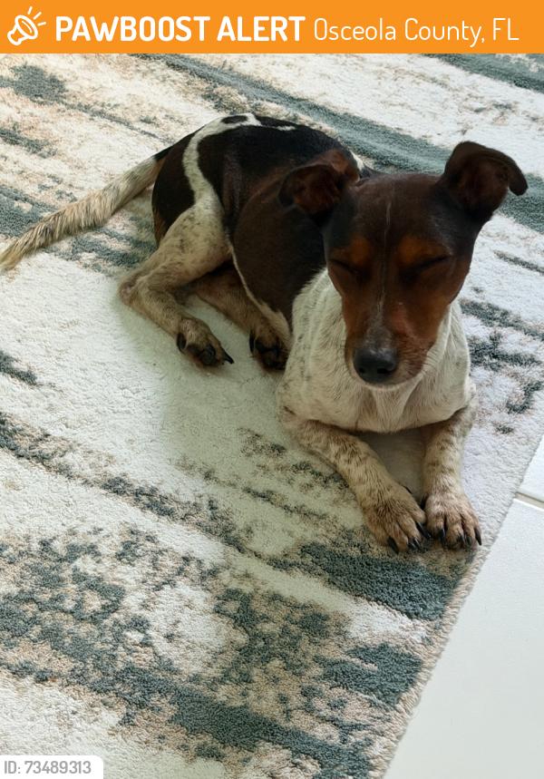 Found/Stray Male Dog last seen Brighton Lakes Community, Osceola County, FL 34746
