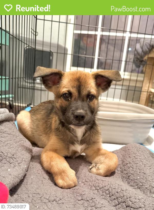 Reunited Female Dog last seen Audelia and Apple Creek Drive, Dallas, TX 75243