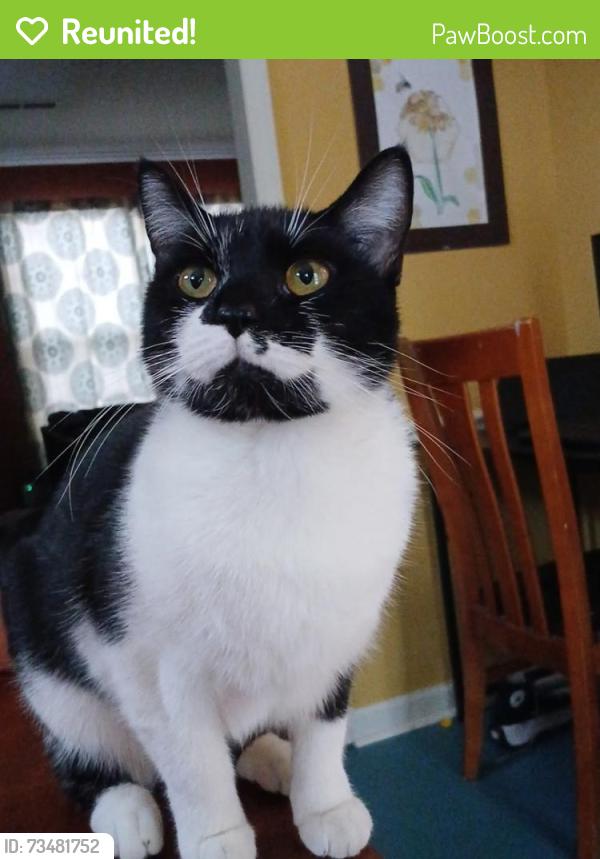 Reunited Female Cat last seen Vietnam veterans park kannapolis, Kannapolis, NC 28082