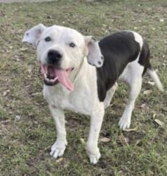 Shelter Stray Female Dog last seen , 957 N Gaffey St, San Pedro, CA 90731, USA
