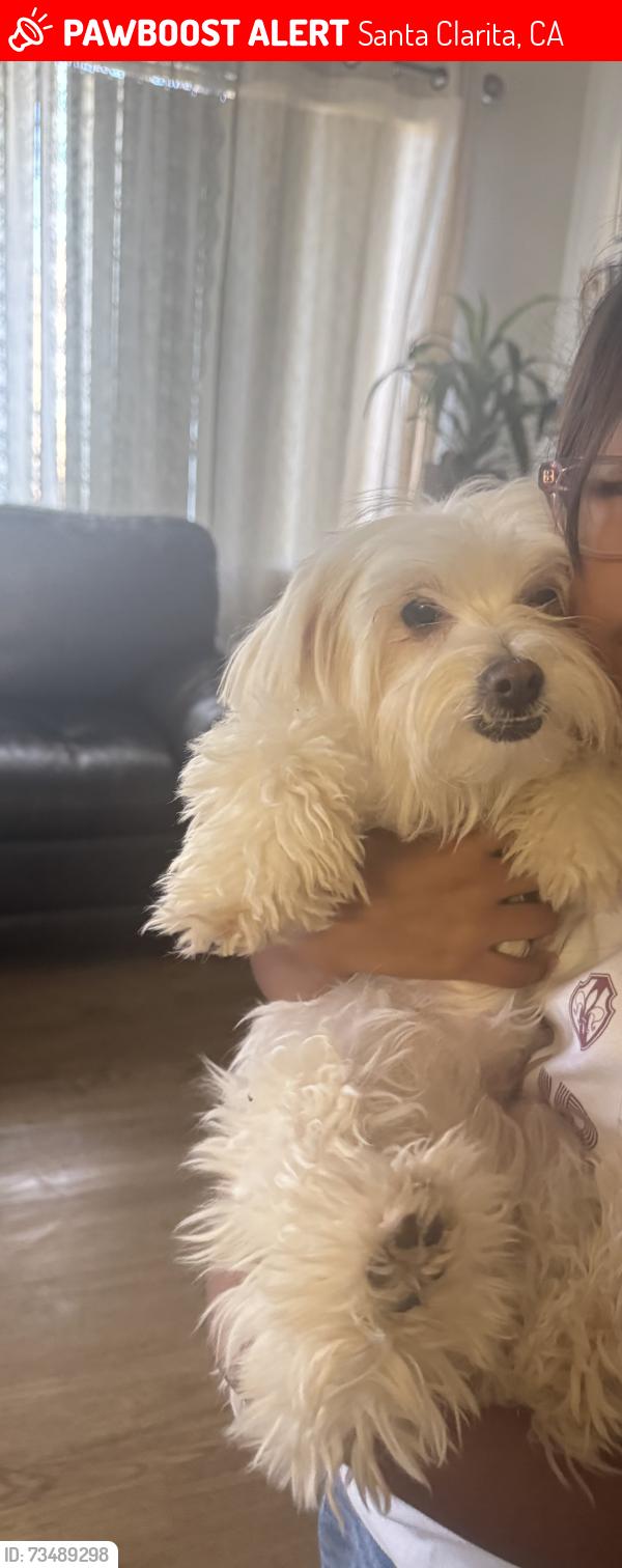 Lost Female Dog last seen Chestnut Street,15 TH ST,Walnut Street ,Newhall Ave, RailRoad ave, Santa Clarita, CA 91321