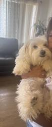 Lost Female Dog last seen Chestnut Street,15 TH ST,Walnut Street ,Newhall Ave, RailRoad ave, Santa Clarita, CA 91321