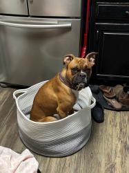 Lost Male Dog last seen Beale Road, Alamance County, NC 27349