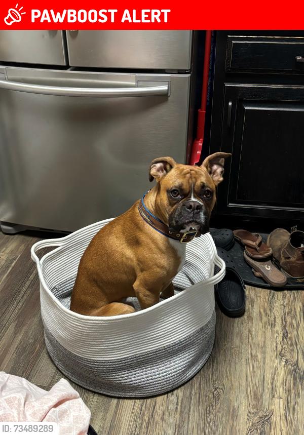 Lost Male Dog last seen Beale Road, Alamance County, NC 27349