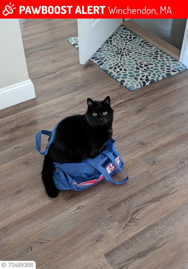Lost Male Cat last seen Spring St, Winchendon, MA 01475