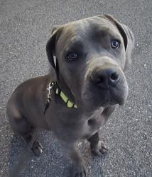 Lost Male Dog last seen Castello and Quebec, Centennial, CO 80112