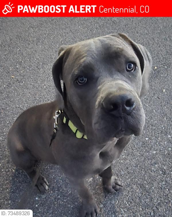 Lost Male Dog last seen Castello and Quebec, Centennial, CO 80112