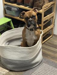 Reunited Male Dog last seen Hwy 49S and Beal Road, Snow Camp, NC 27349