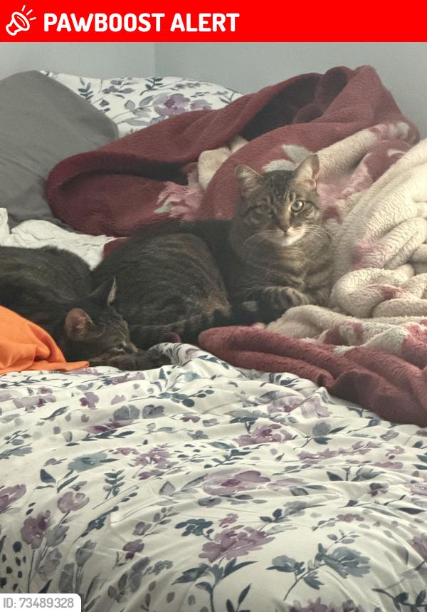 Lost Male Cat last seen North Route 9W, west Haverstraw, Carvel, West Haverstraw, NY 10993