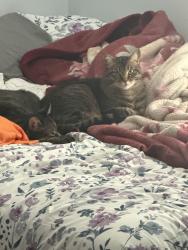 Lost Male Cat last seen North Route 9W, west Haverstraw, Carvel, West Haverstraw, NY 10993