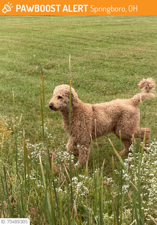 Found/Stray Male Dog last seen Lower Springboro Rd & Clearview Ct, Springboro, OH 45066