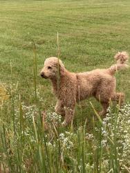 Found/Stray Male Dog last seen Lower Springboro Rd & Clearview Ct, Springboro, OH 45066