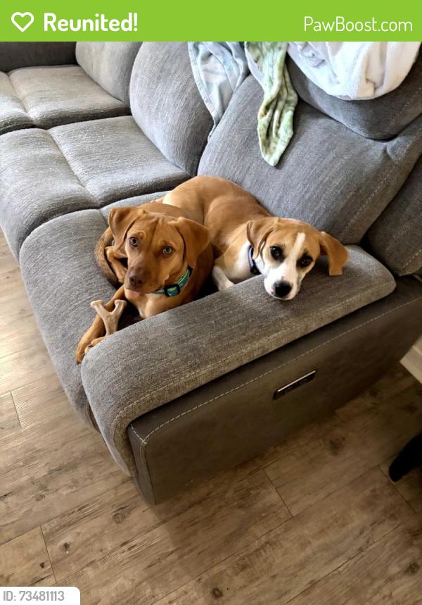 Reunited Female Dog last seen Rexford at waterford lakes apmts, Alafaya, FL 32828