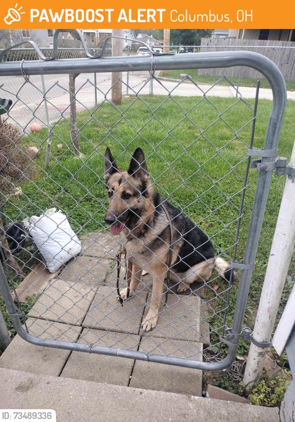 Found/Stray Unknown Dog last seen Joyce and Woodford, Columbus, OH 43219