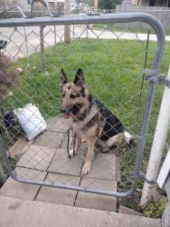 Found/Stray Unknown Dog last seen Joyce and Woodford, Columbus, OH 43219