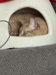 Reunited Male Cat last seen Near Buehler pl, Lewisville, TX 75067