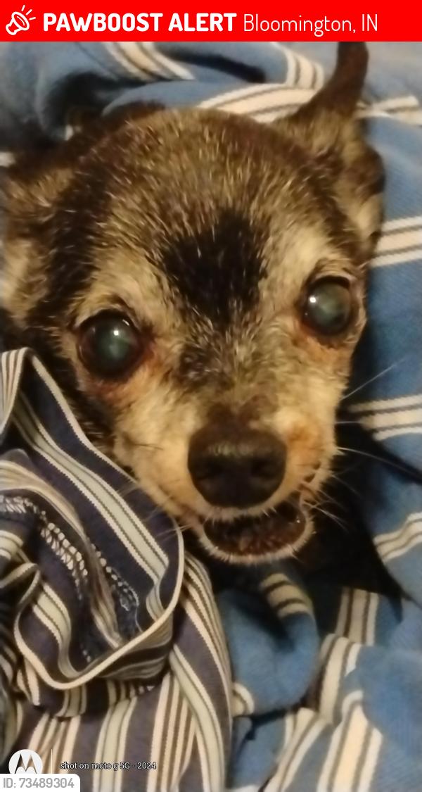 Lost Male Dog last seen By Bloomington South high School in Summit Pointe apmts, Bloomington, IN 47401